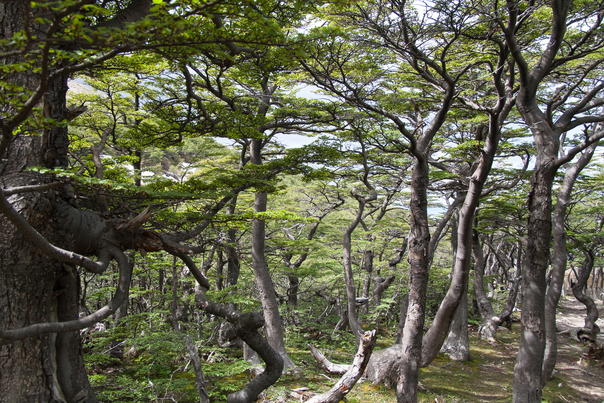 Trees twist in the forst in Tierra Del Fuego, Argentina